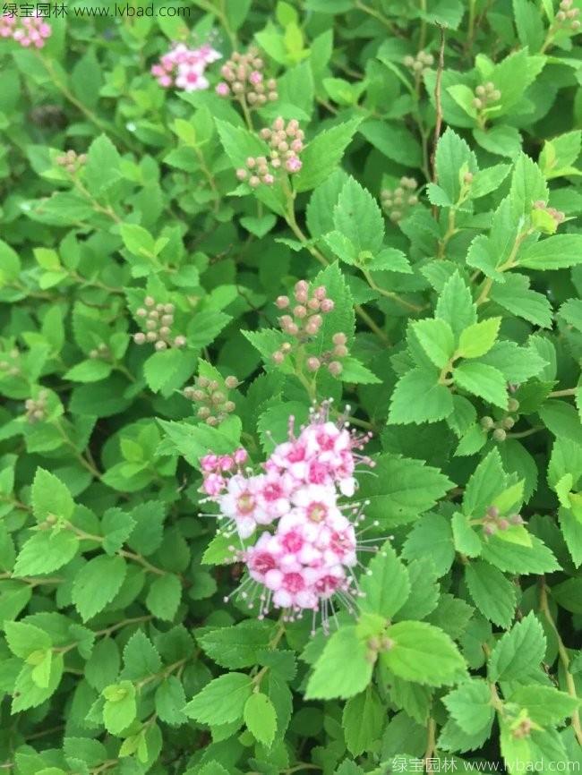 绣线菊