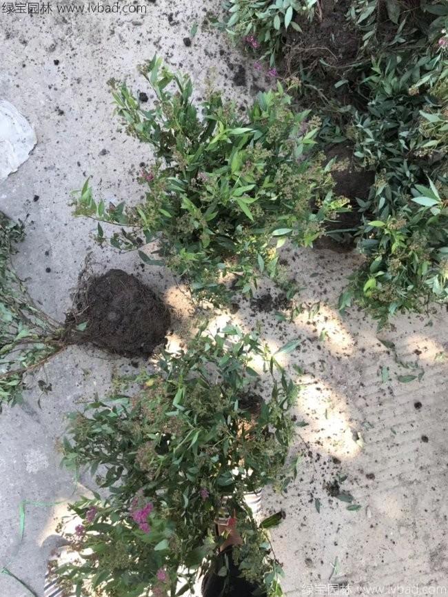 绣线菊