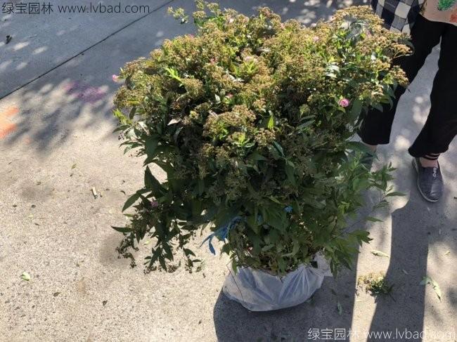 绣线菊
