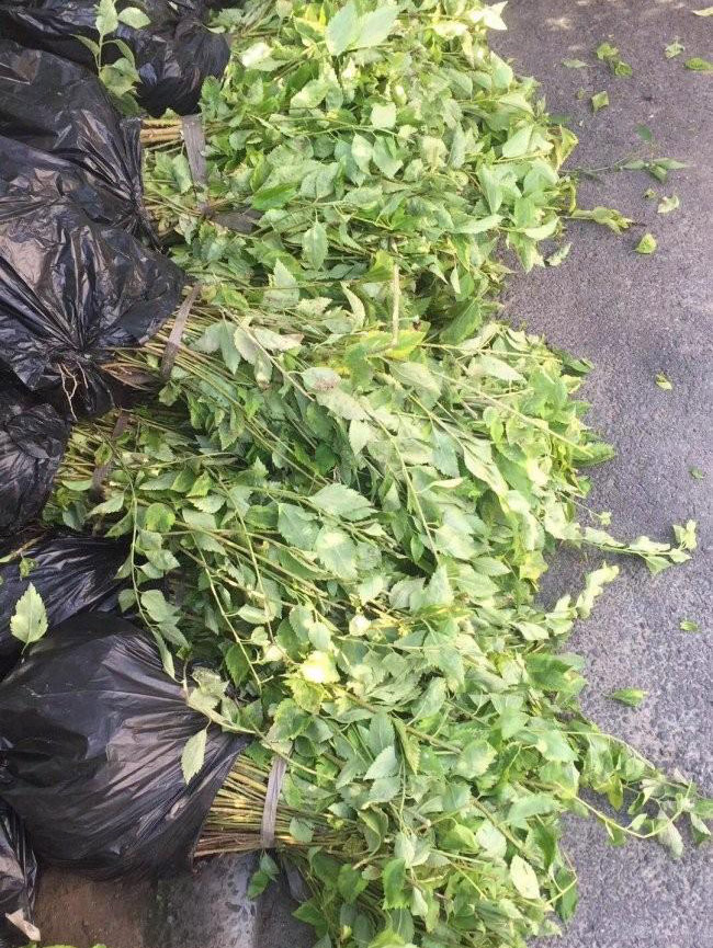 绣线菊
