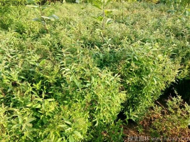 绣线菊