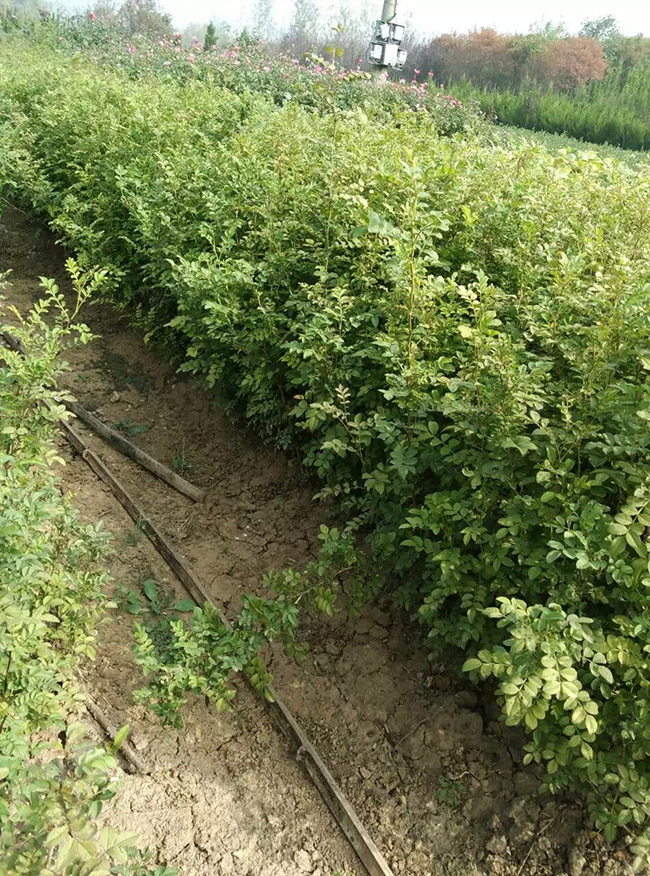 黄刺梅