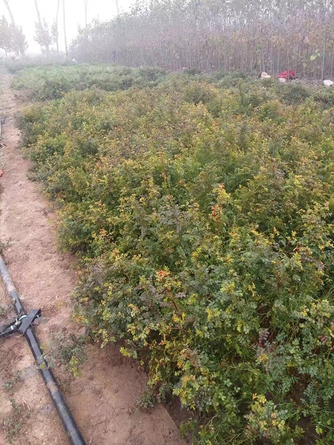 黄刺梅