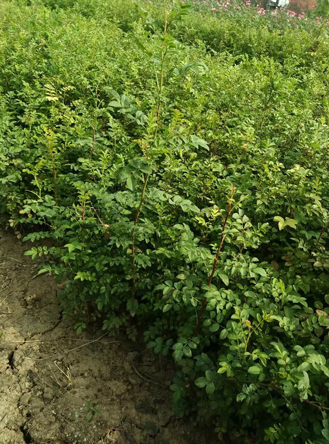 红刺玫