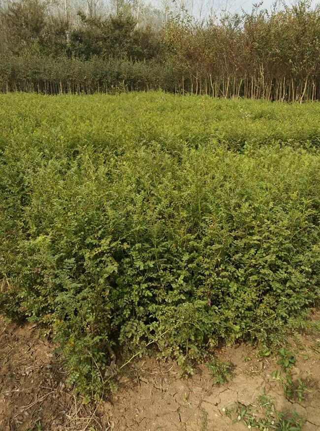 红刺玫