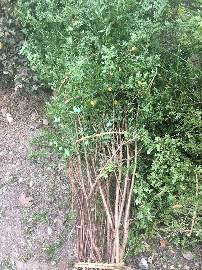 黄刺梅球
