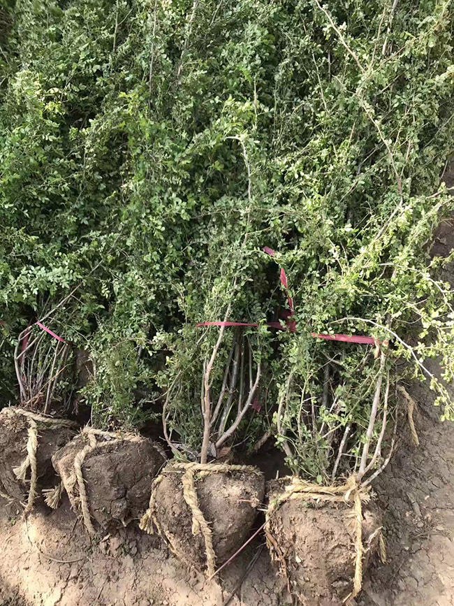 黄刺梅球