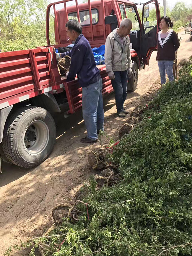 黄刺梅球