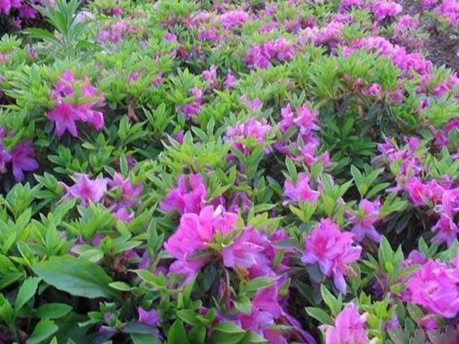 杜鹃花苗