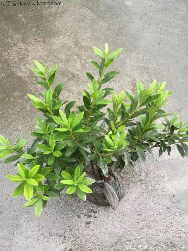 杜鹃花苗