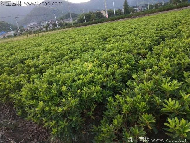 杜鹃花苗