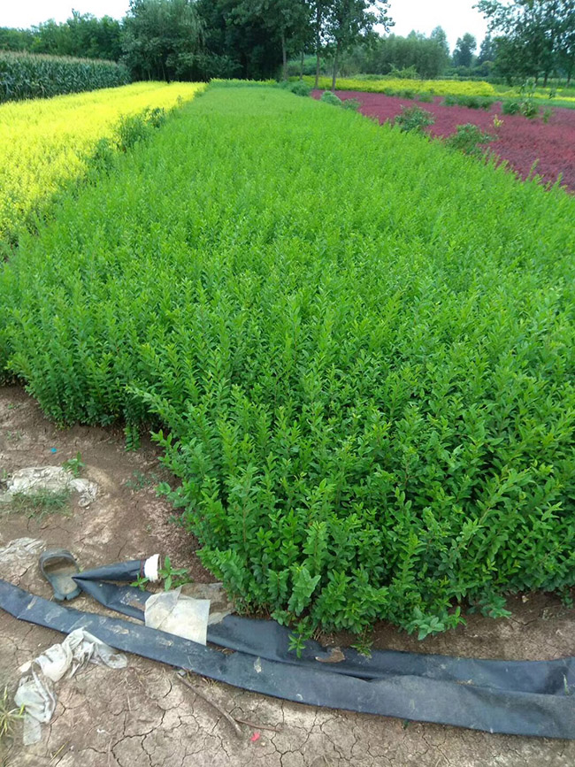 水腊苗<a href='https://www.lvbad.com/linmuzhongzi/1732.html' target='_blank'>水蜡</a>小苗基地