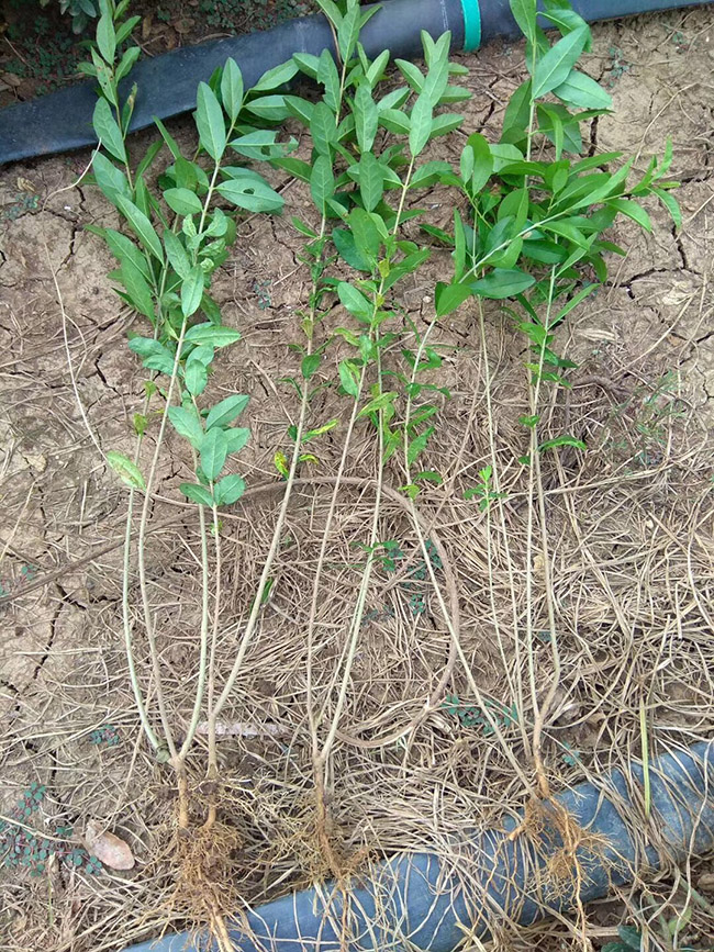 水腊苗水蜡小苗基地