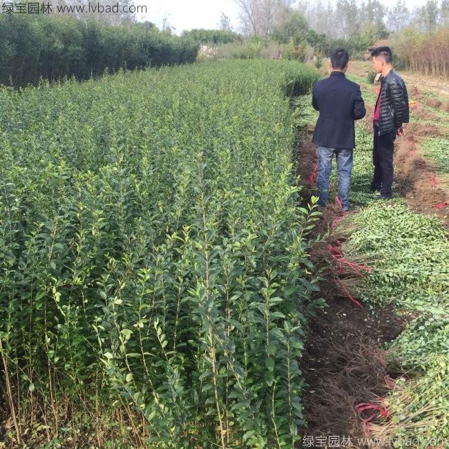水腊苗水蜡小苗基地