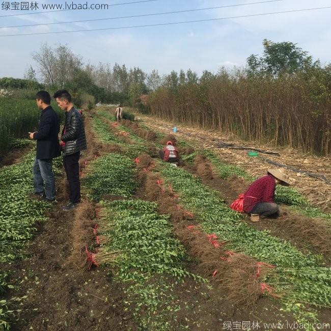 水腊苗水蜡小苗基地