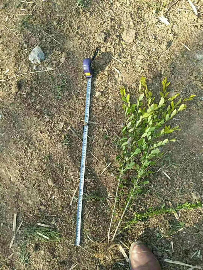 水腊苗水蜡小苗基地