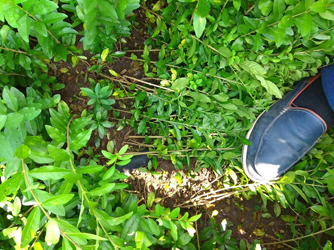 水腊苗水蜡小苗基地