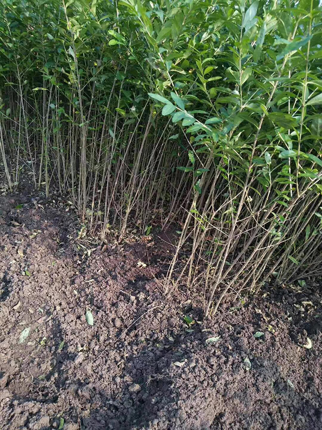 水腊苗水蜡小苗基地