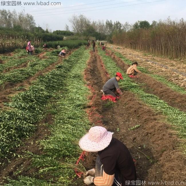 水腊苗水蜡小苗基地