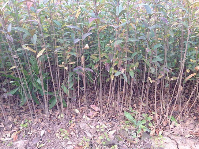 水腊苗水蜡小苗基地