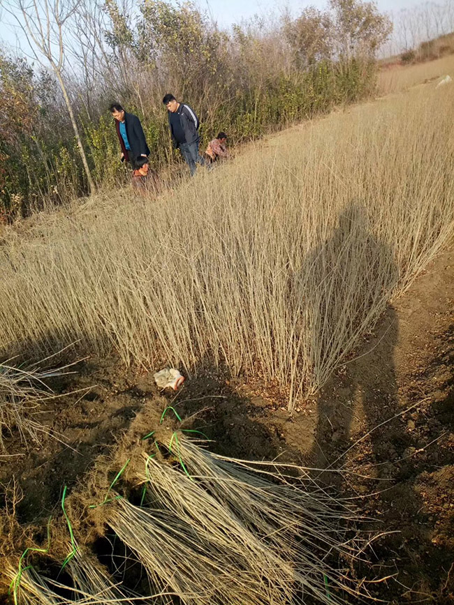 水腊苗水蜡小苗基地