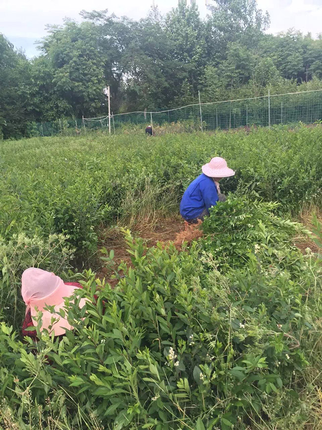 水腊苗水蜡小苗基地