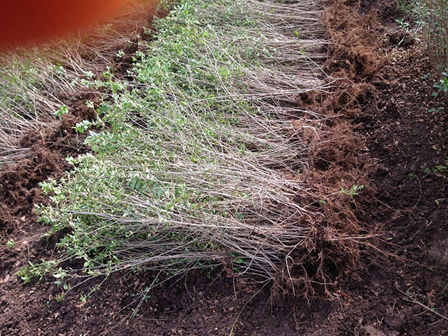 水腊苗水蜡小苗基地