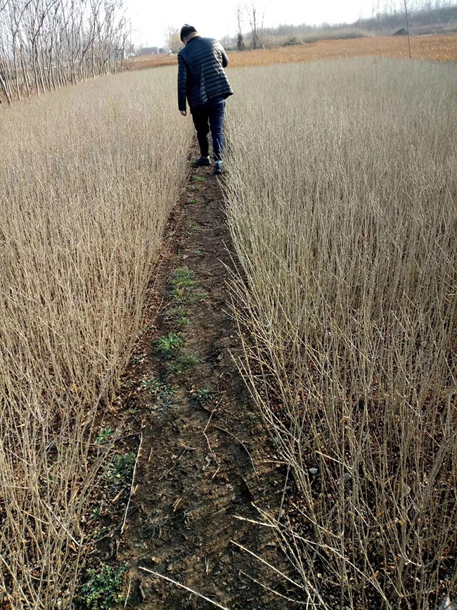 水腊苗水蜡小苗基地