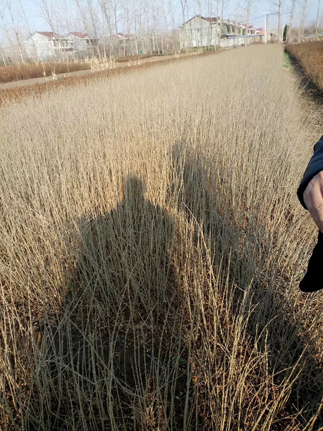水腊苗水蜡小苗基地