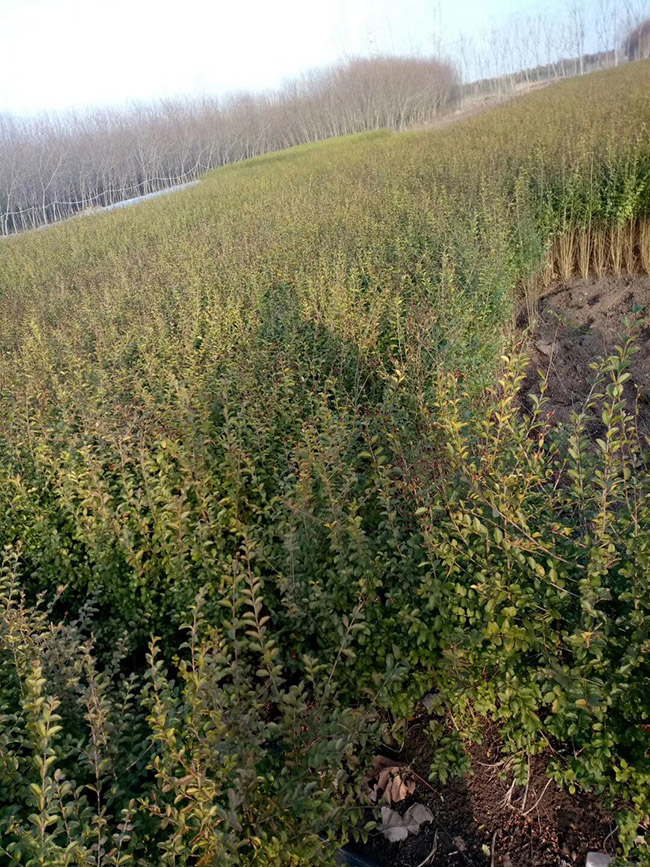 水腊苗水蜡小苗基地