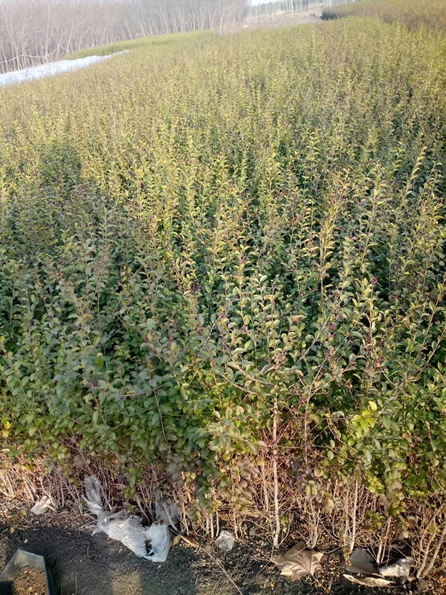 水腊苗水蜡小苗基地