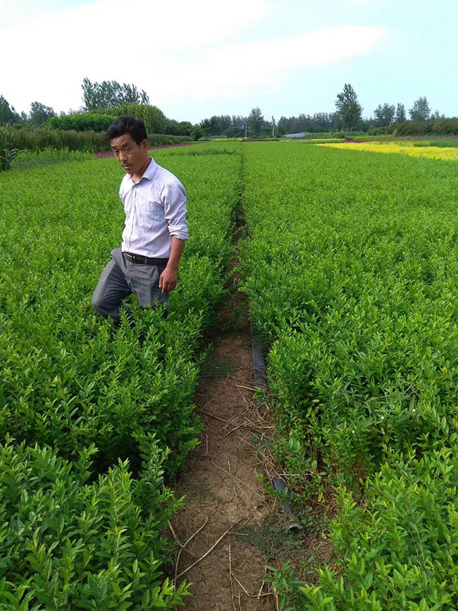 水腊苗水蜡小苗基地