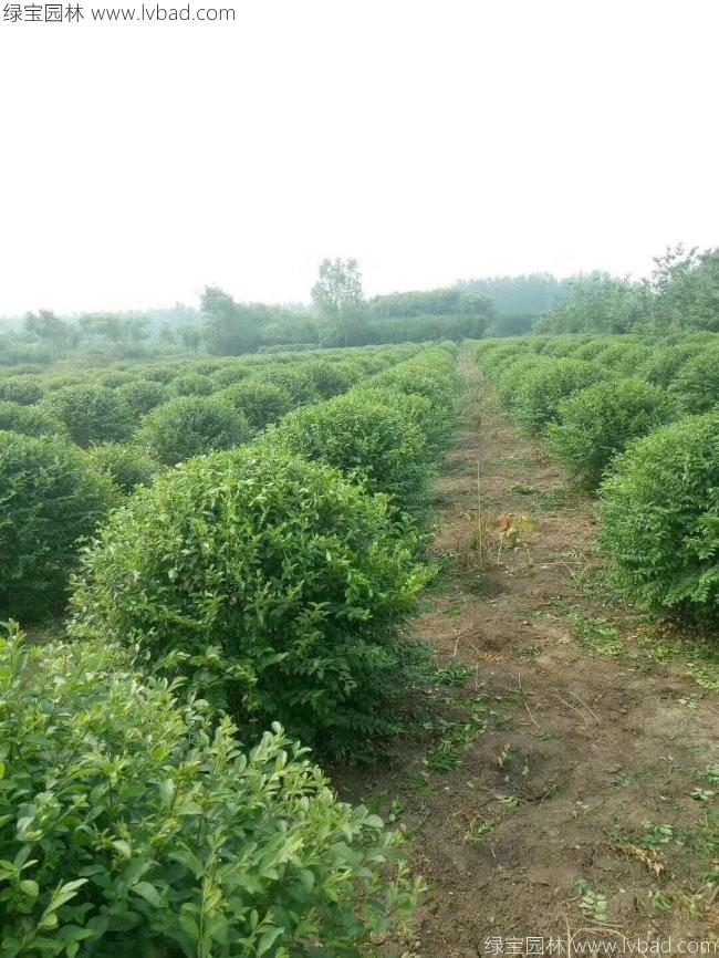 水腊球