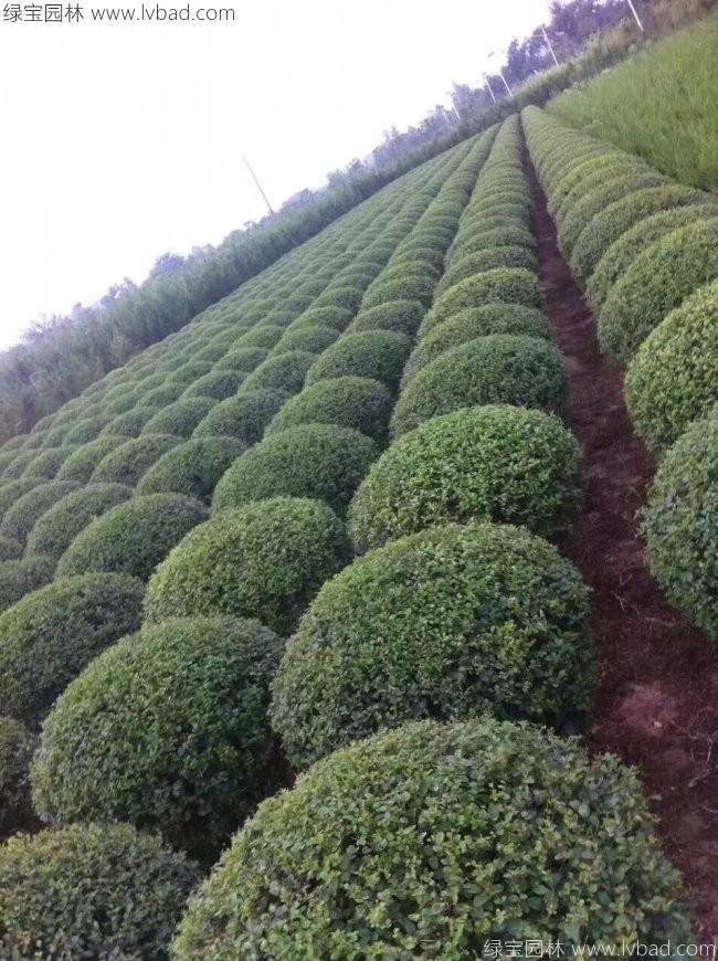 水腊球
