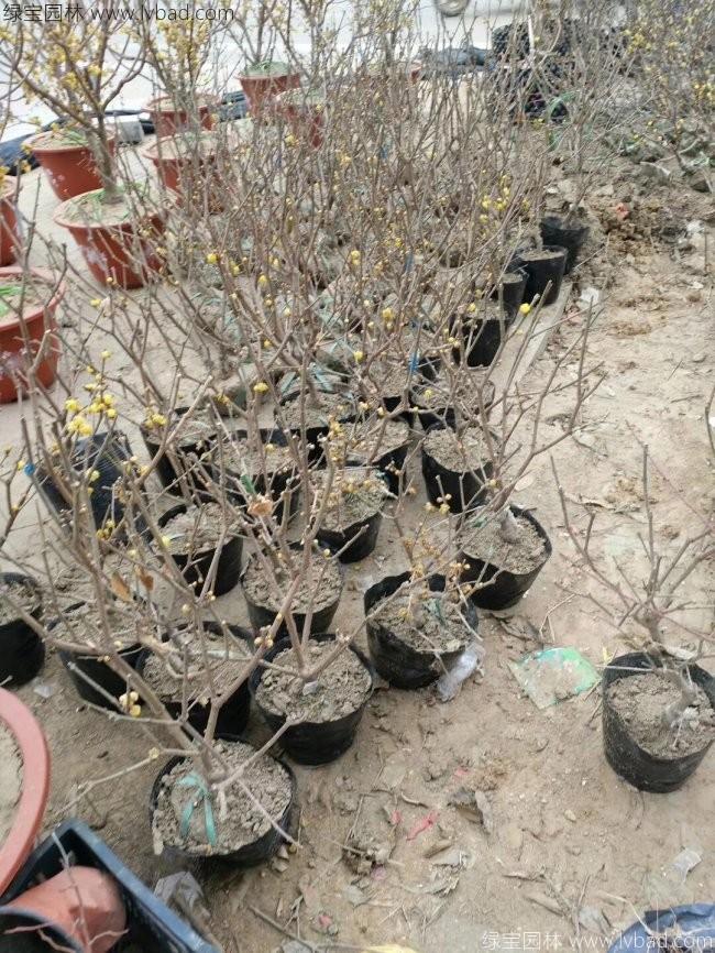 腊梅树苗木