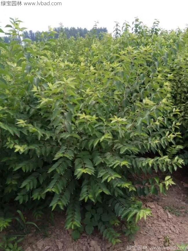 腊梅树苗木