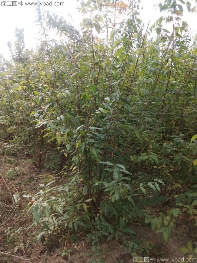 腊梅树苗木