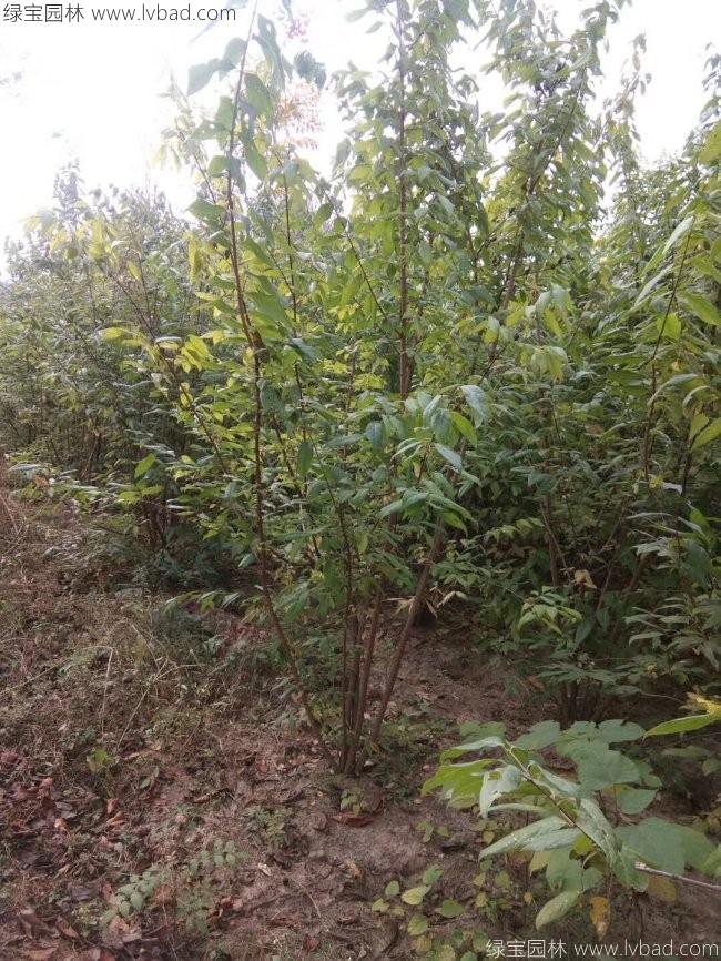 腊梅树苗木