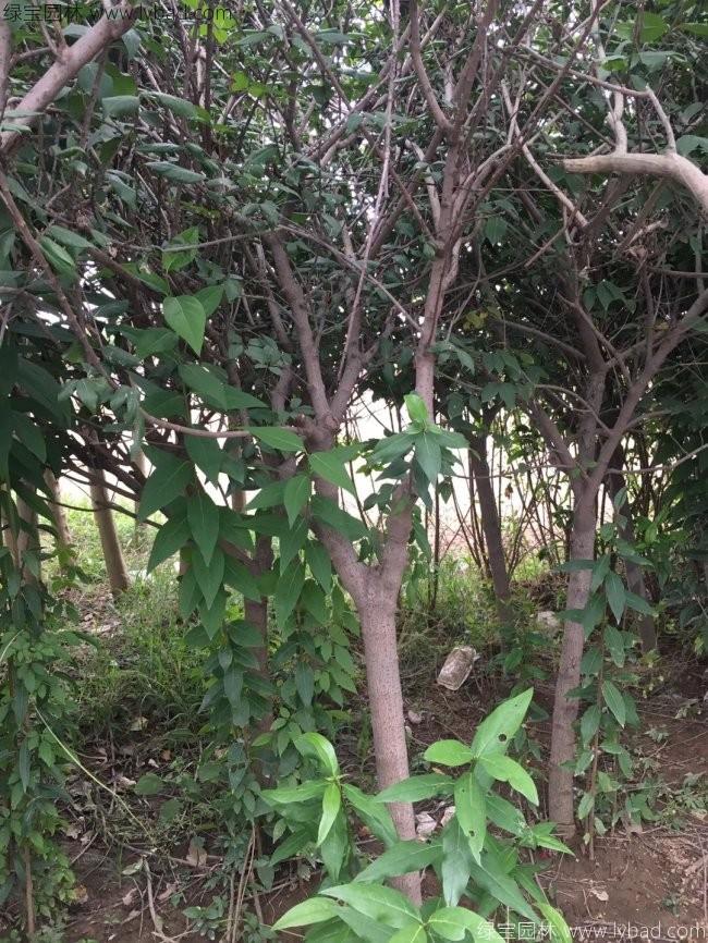腊梅树苗木