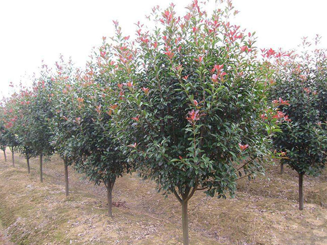 <a href='https://www.lvbad.com/linmuzhongzi/1747.html' target='_blank'>红叶石楠</a>树