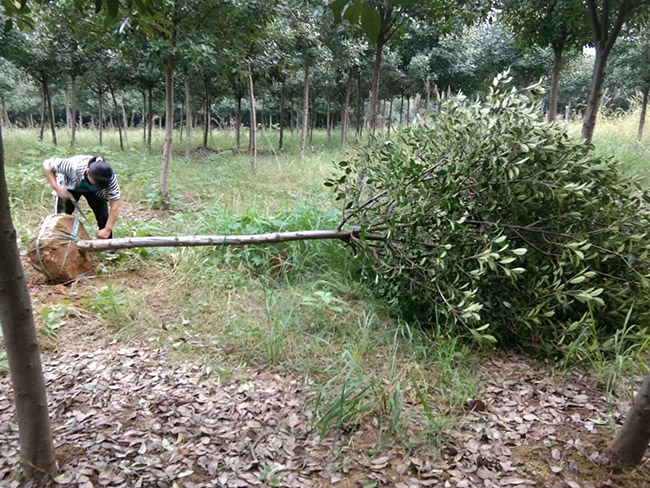 红叶石楠树