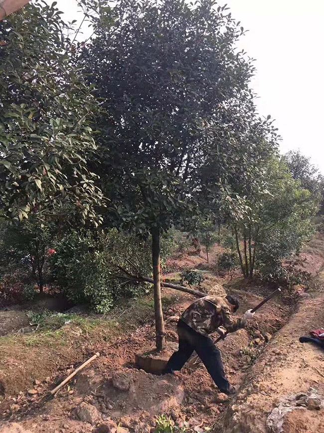 红叶石楠树
