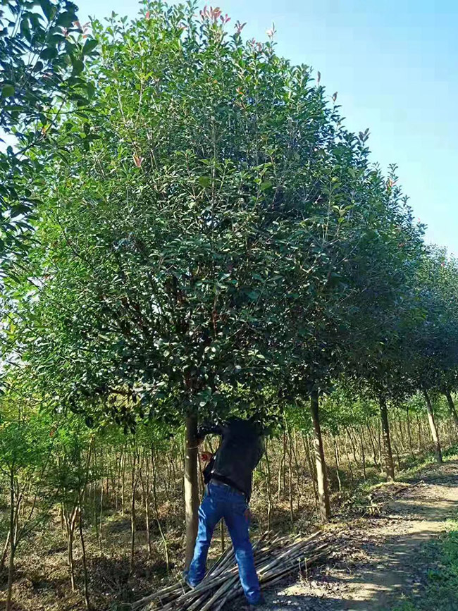 红叶石楠树