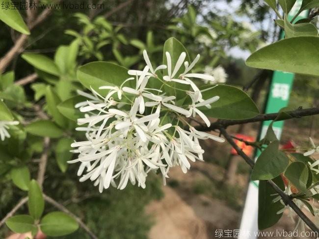 <a href='https://www.lvbad.com/linmuzhongzi/1846.html' target='_blank'>流苏</a>树