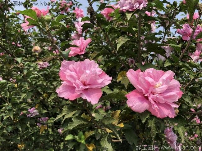 <a href='https://www.lvbad.com/xiaoqiaomu/3546.html' target='_blank'>木槿花</a>