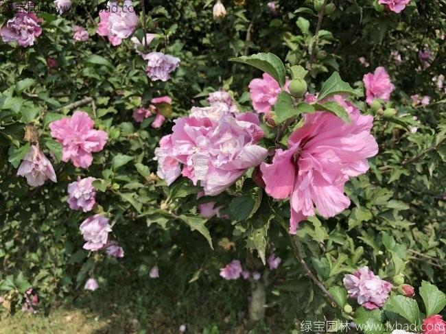 <a href='https://www.lvbad.com/linmuzhongzi/1808.html' target='_blank'>木槿</a>花