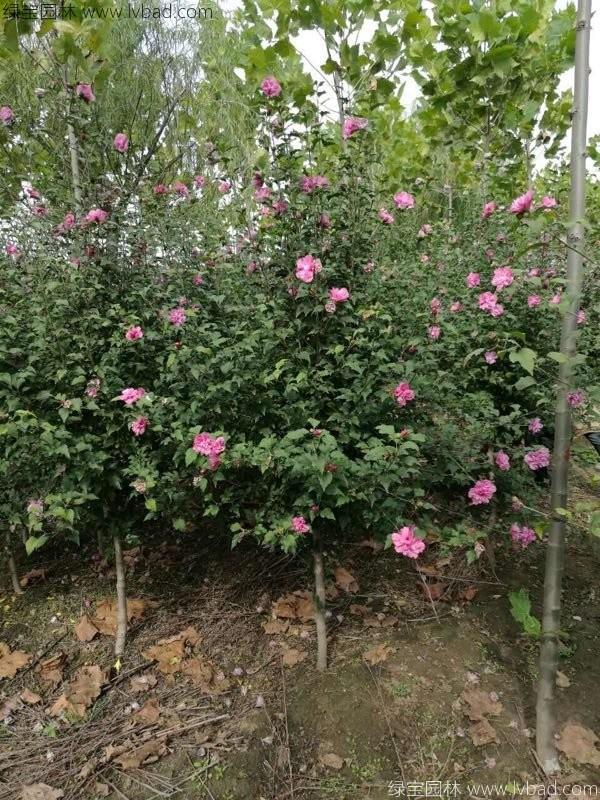 木槿花