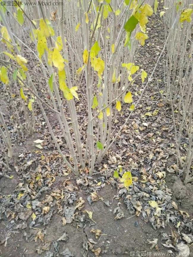 木槿花