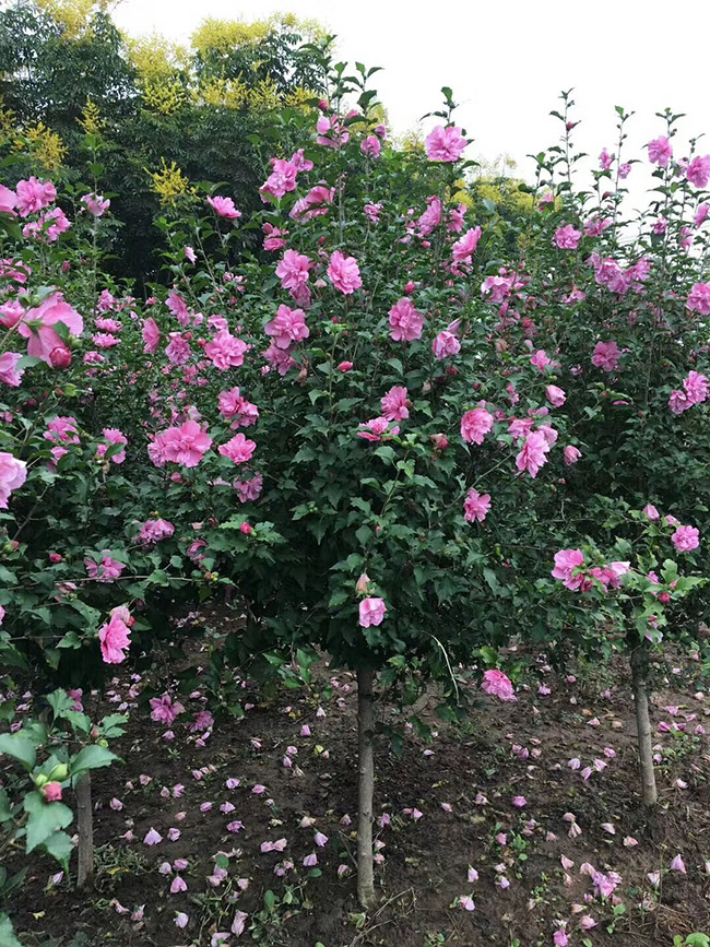 木槿花