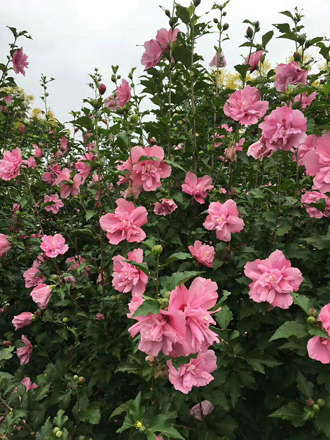 木槿花